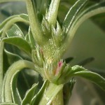 Amaranthus-blitoides