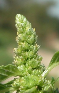 Amaranthus-blitum