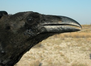 corvus-corax