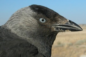 corvus-monedula