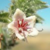 echium-asperrimum