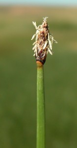 eleocharis-palustris