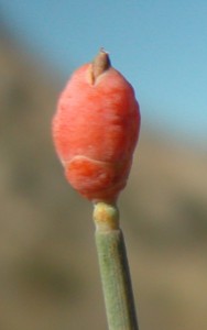 ephedra-fragilis