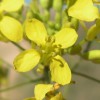 erucastrum-nasturtiifolium