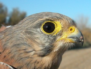 falco-tinnunculus