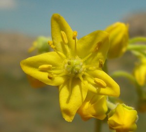 haplophyllum-linifolium