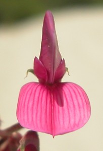 hedysarum-boveanum