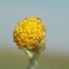 helichrysum-italicum