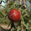 juniperus-oxicedrus