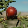 juniperus-phoenicea