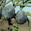 juniperus-thurifera