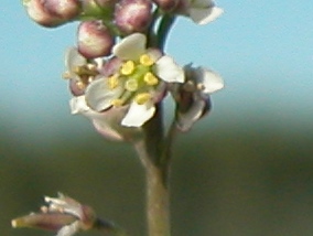 lepidium-graminifolium