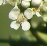 lepidium-latifolium