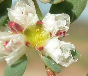 paronychia-argentea