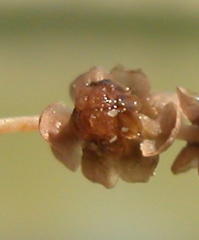potamogeton-pectinatus