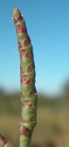 salicornia-patula