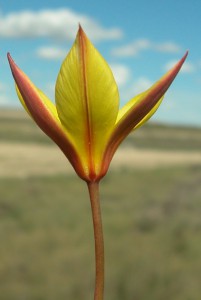tulipa-sylvestris